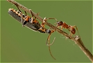 Käfer und Ameise