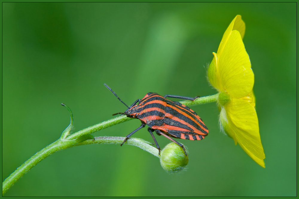 ***Graphosoma lineatum***