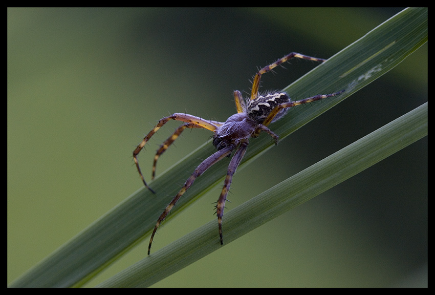 Eichblatt-Radnetzspinne ND