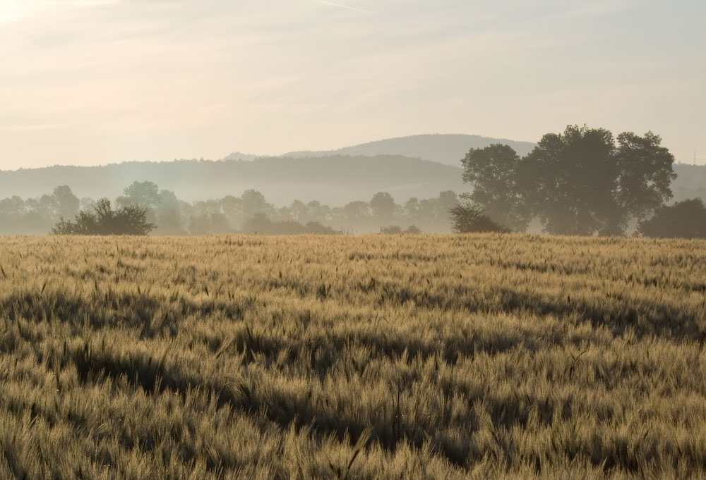 ND Morgendunst