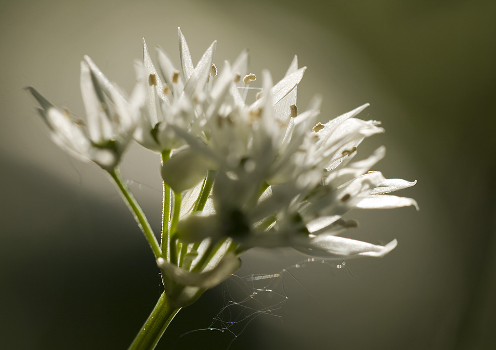 Bärlauchblüte (ND)