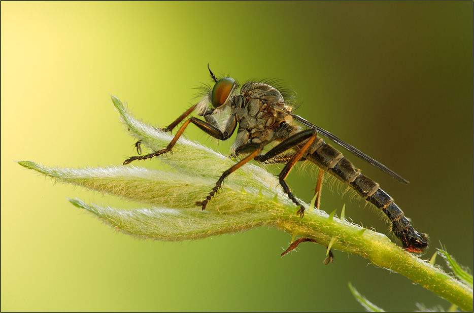 ND Raubflieg(Neoitamus cyanurus)