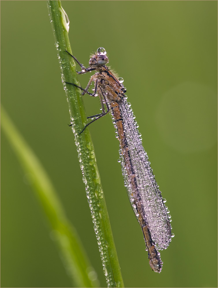 Pechlibelle [ND]