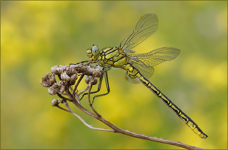 Westliche Keiljungfer(	Gomphus pulchellus)