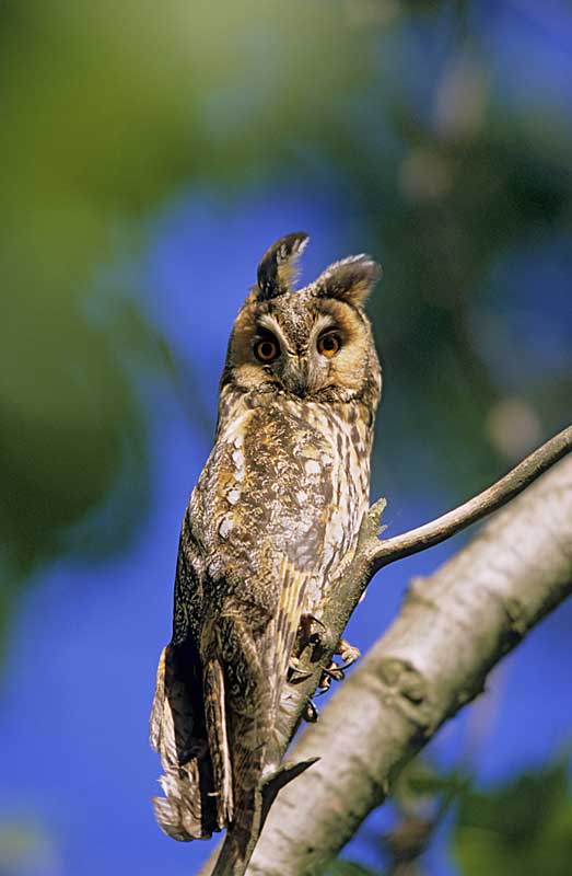 Waldohreule (Asio otus) / Long-eared Owl    ND