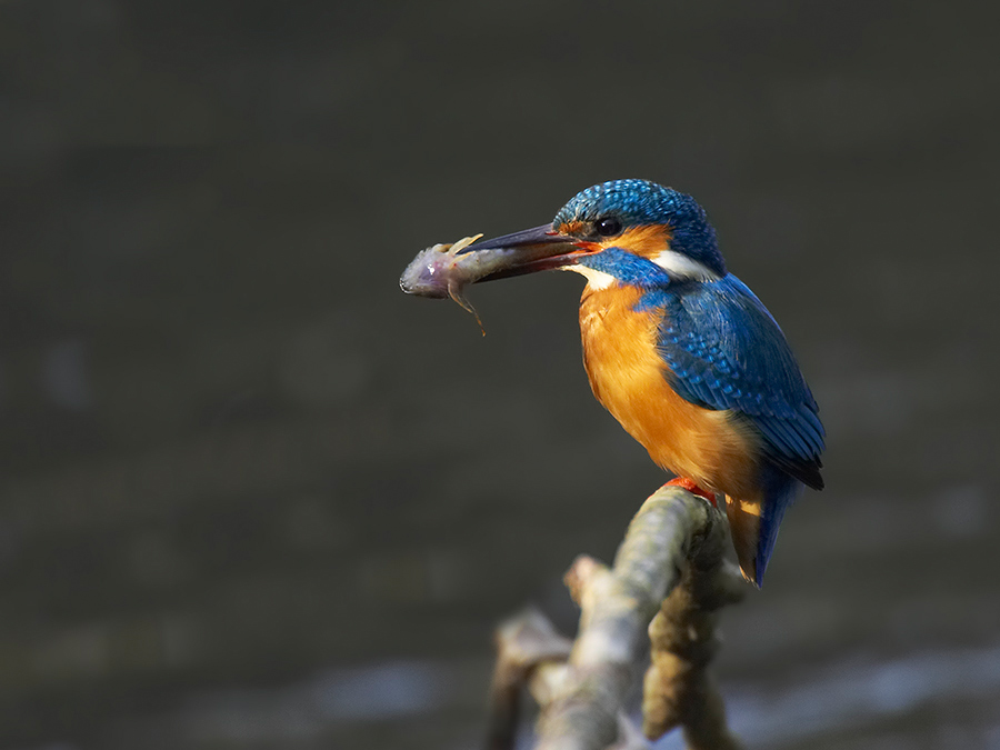 Eisvogel in Sonne II