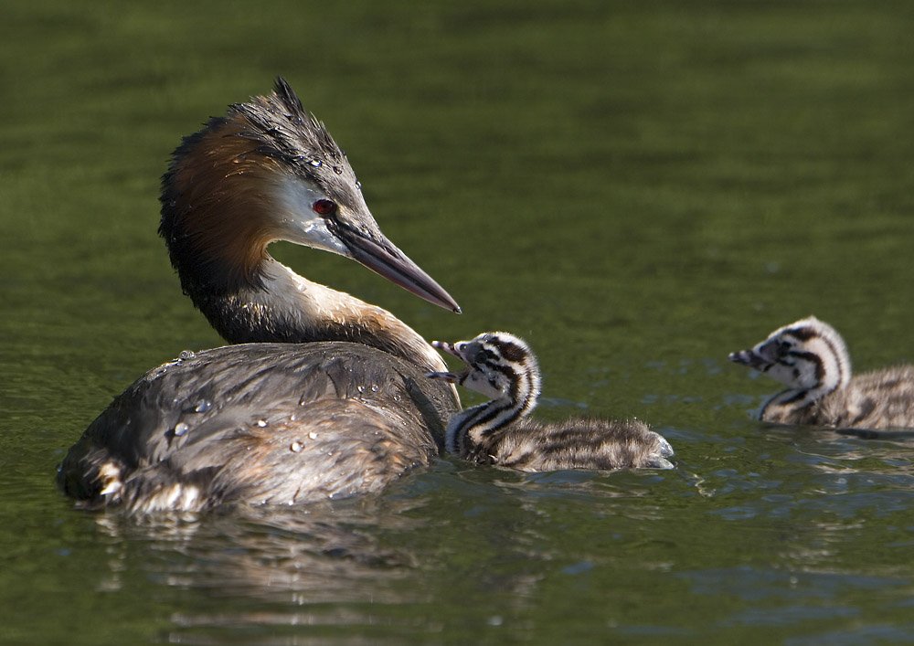 Mama - Hunger!!! (ND)