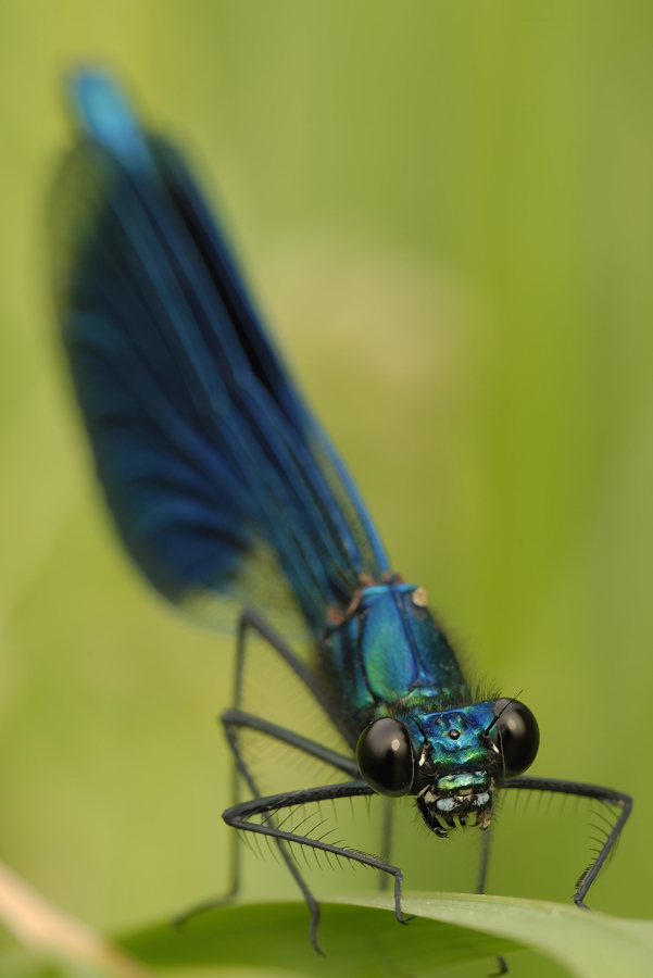 * Calopteryx splendens * Recht freundlich bitte...