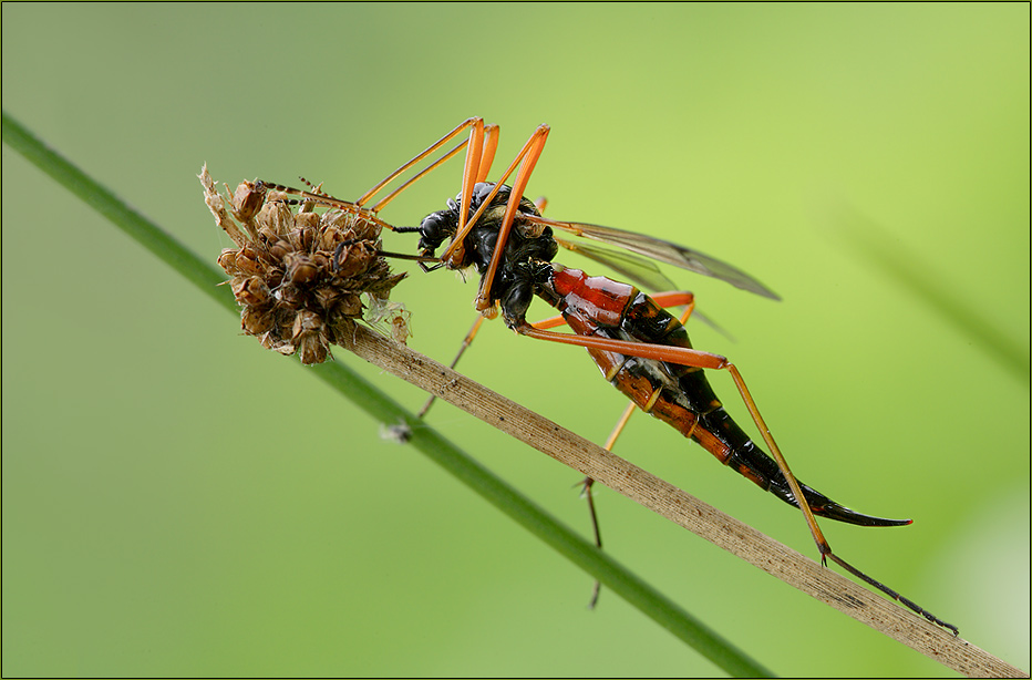 Holzschnake(Tanyptera atrata)