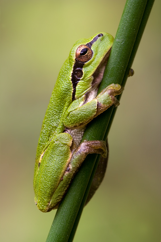 Laubfrosch (KD)