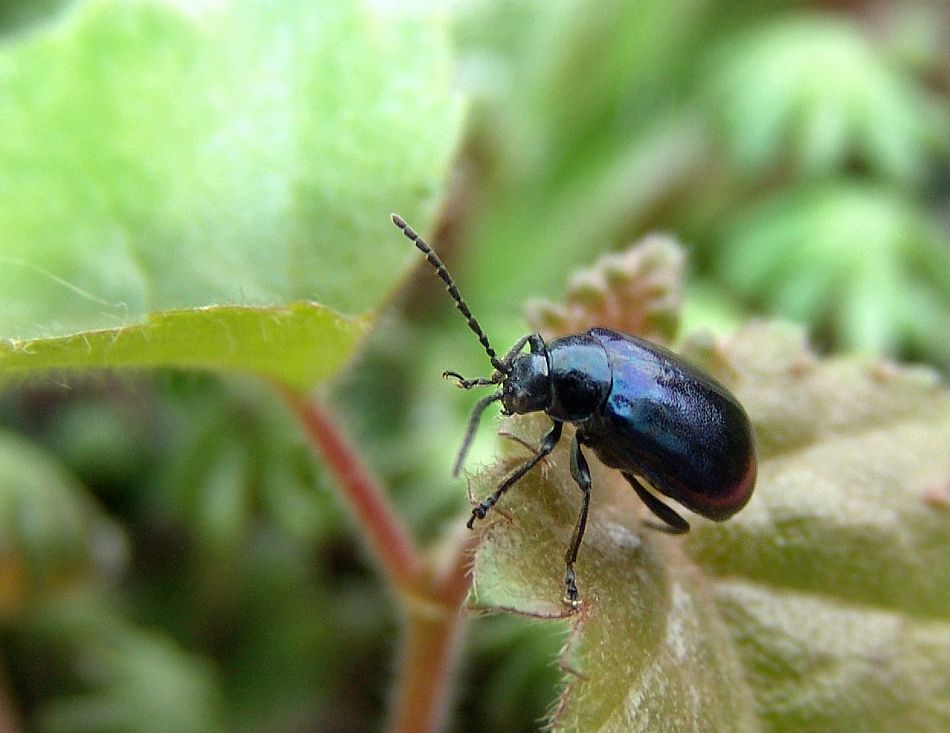 Blauer Erlenblattkäfer