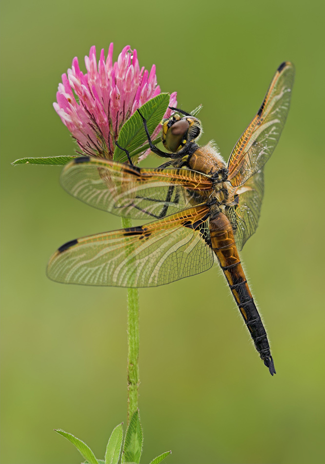 Vierflecklibelle (Libellula quadrimaculata)