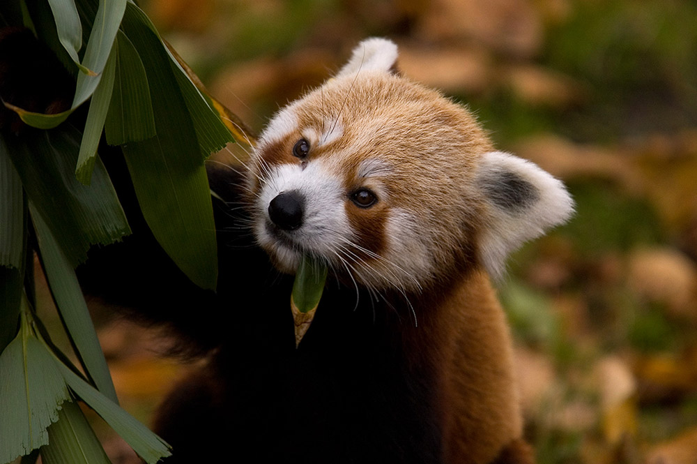 Kleiner Panda ZOO