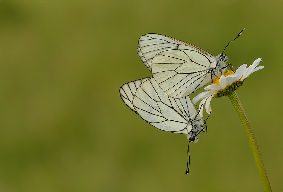 ~ Aporia crataegi ~