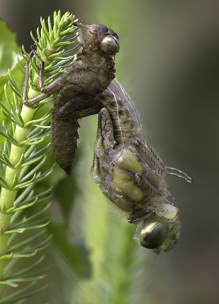 Libelle schlüpft aus Exhuvie ND