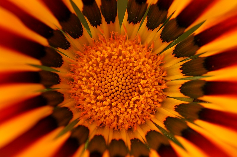 Mandala (ND)