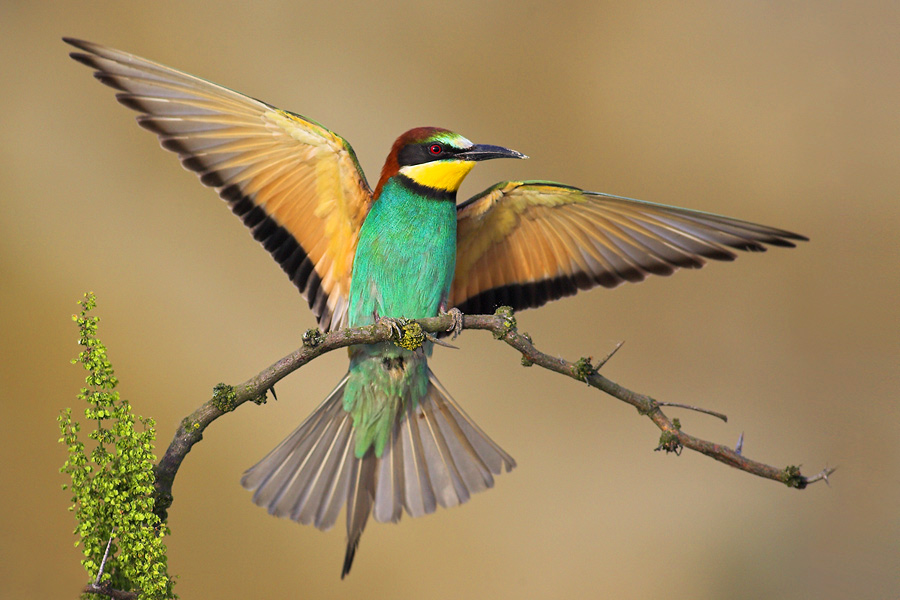 Bienenfresser (Merops apiaster)