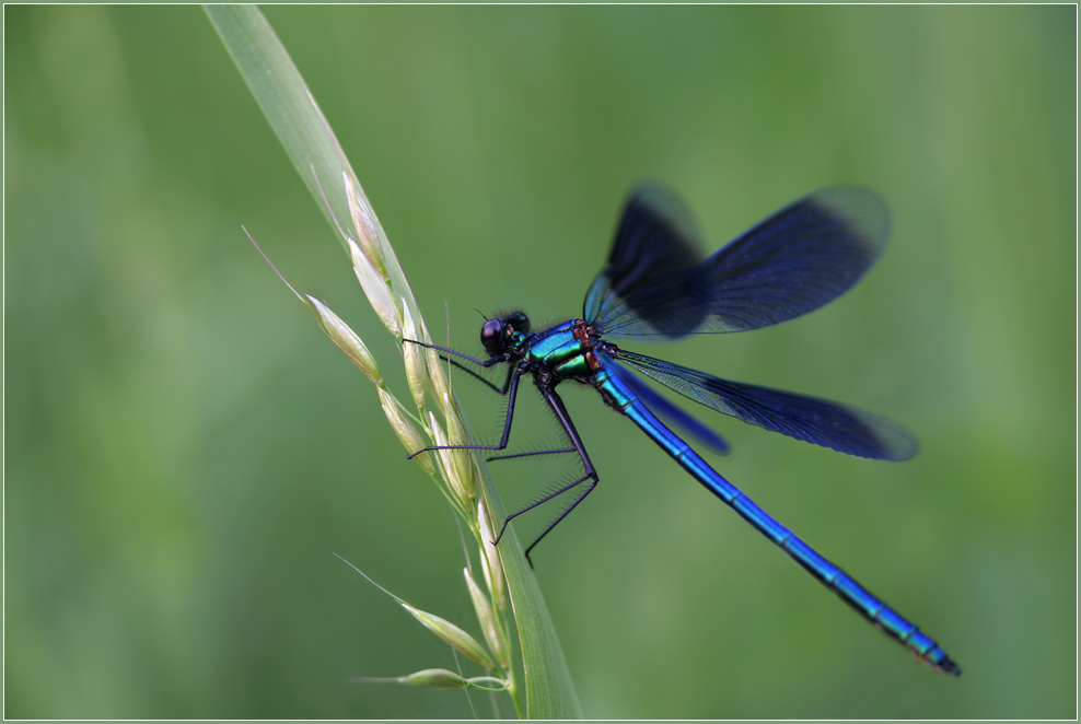 Blaue Prachtlibelle