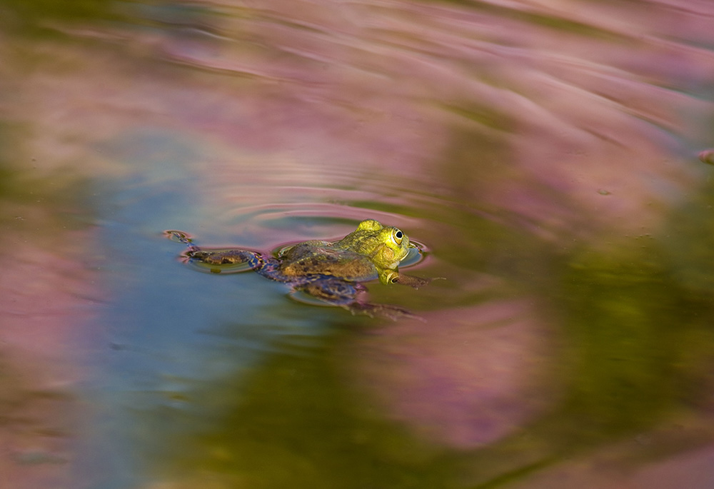 Teichfrosch