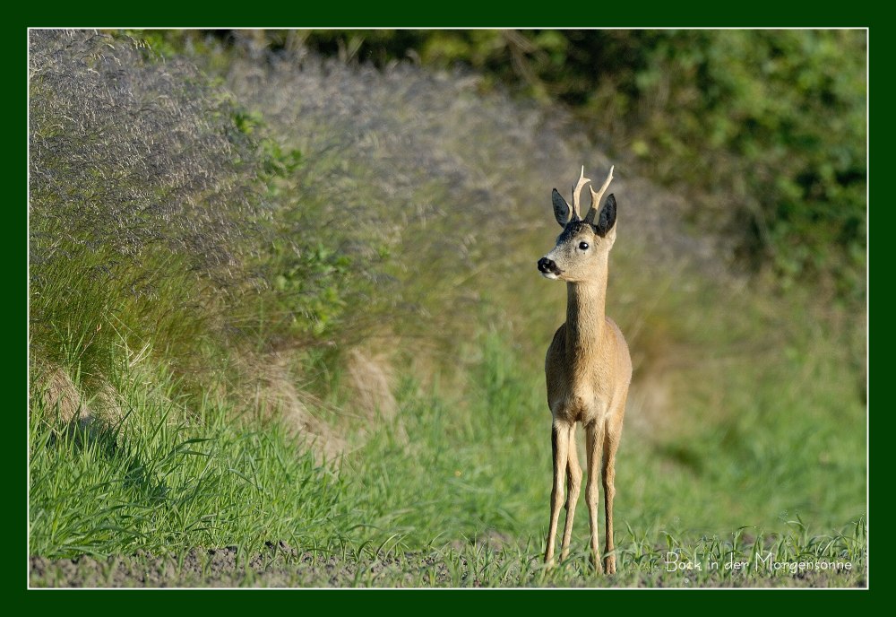 Bock in der Morgensonne ND