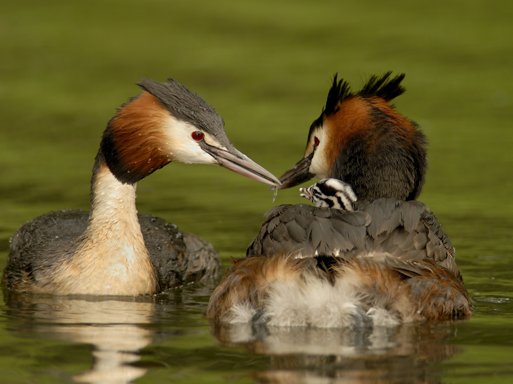 Haubentaucher (Podiceps cristatus)