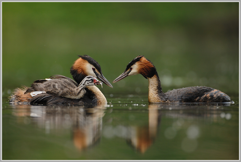 Haubentaucher (Podiceps cristatus)