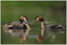 Haubentaucher (Podiceps cristatus)