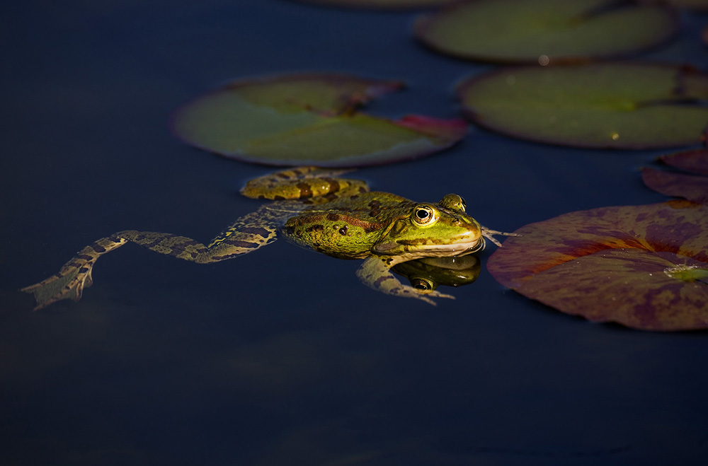 Teichfrosch