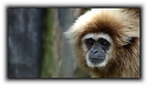 :: Gibbon ::