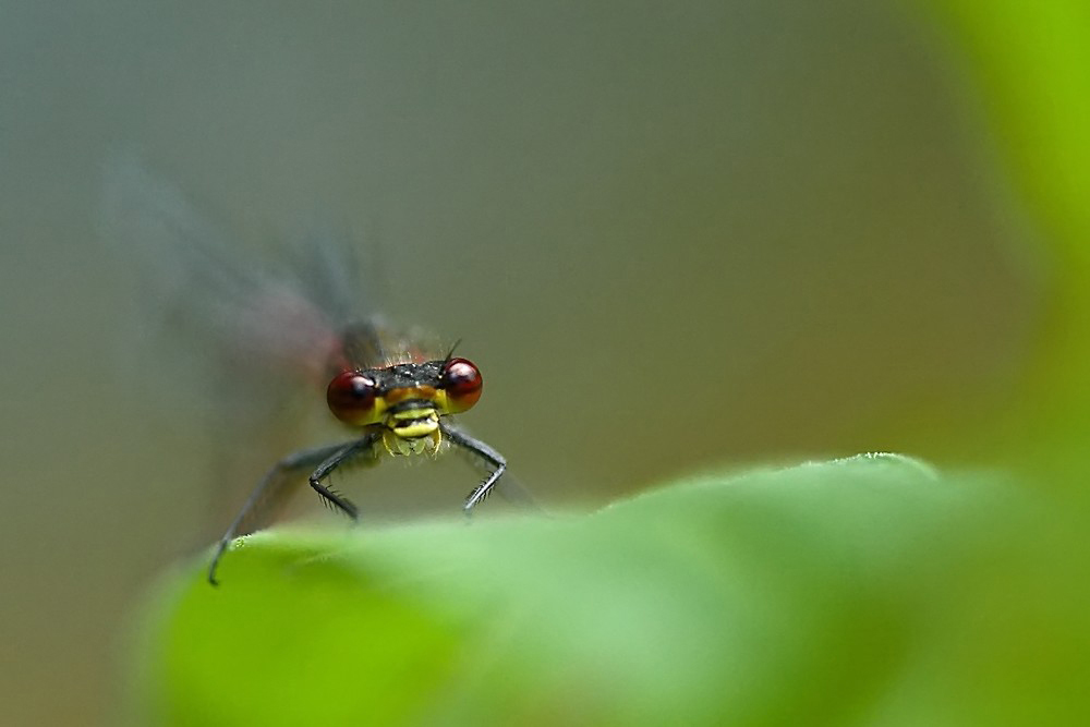Frühe Adonislibelle