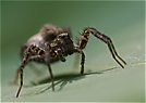 Spinnenporträt unbekannter Art (ND)