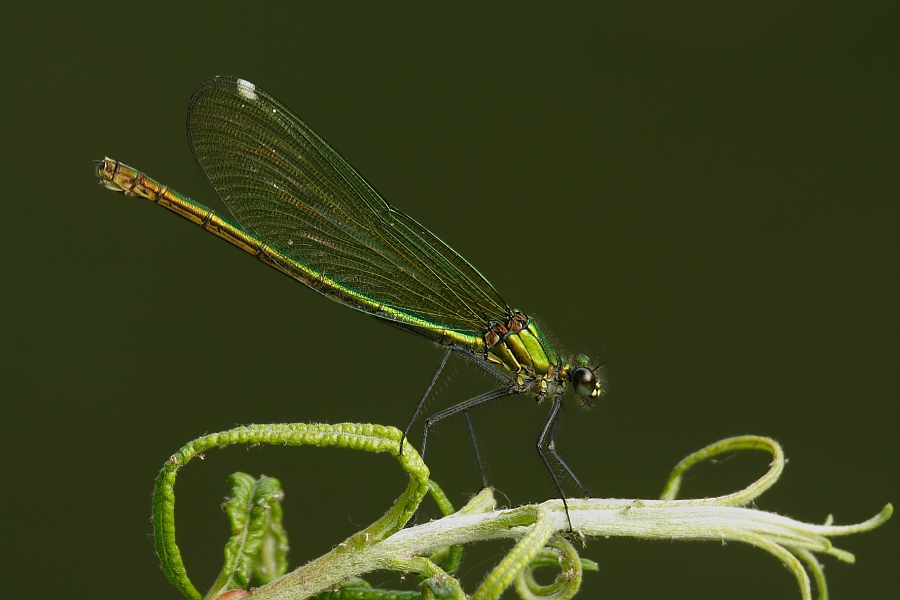 Calopteryx spledens (ND)