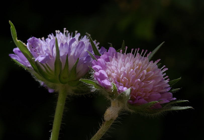 Wiesen-Witwenblume, KD