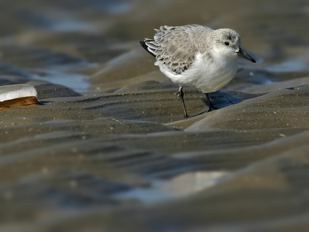 Sanderling ND