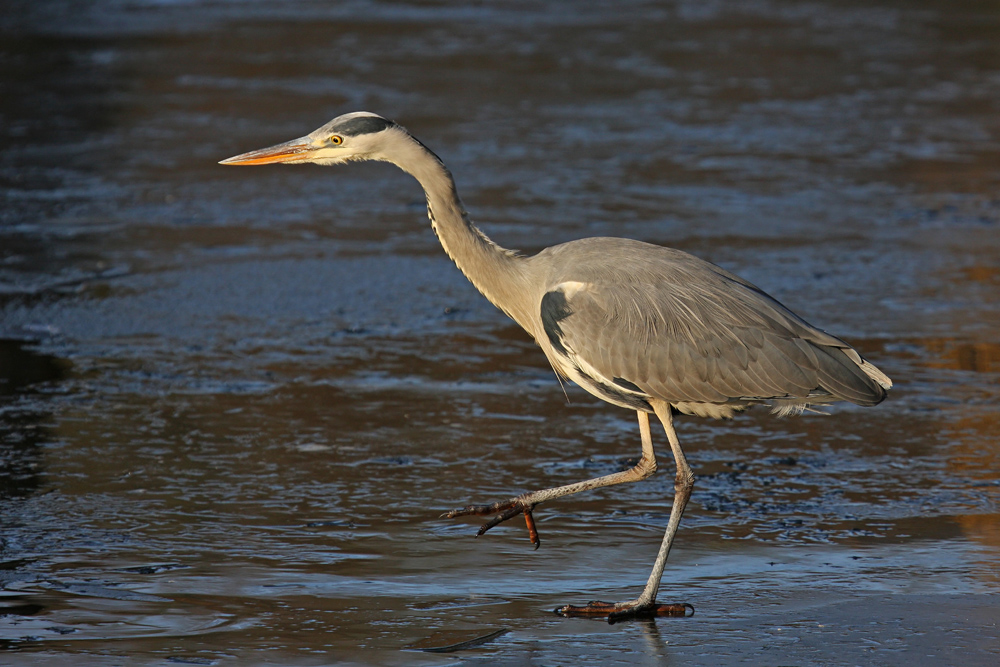 Schreitvogel
