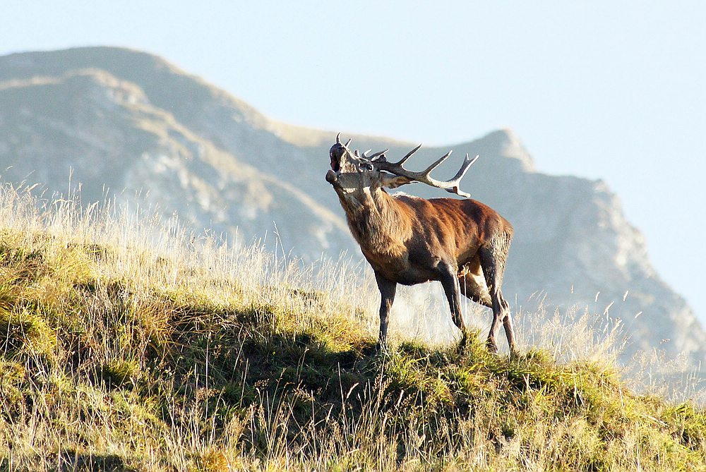 Hirsch im Gebirge