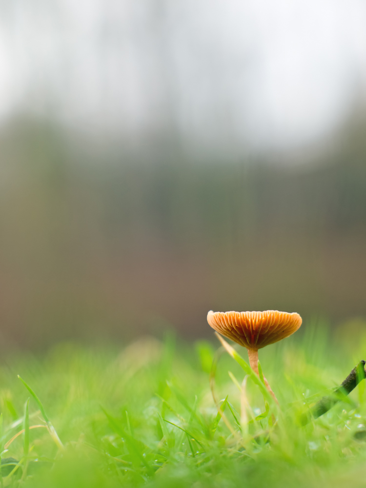 Nur ein Pilz
