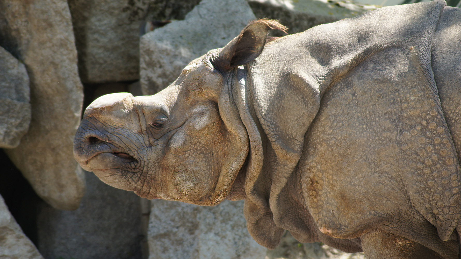 Grantiges Münchner Nashorn