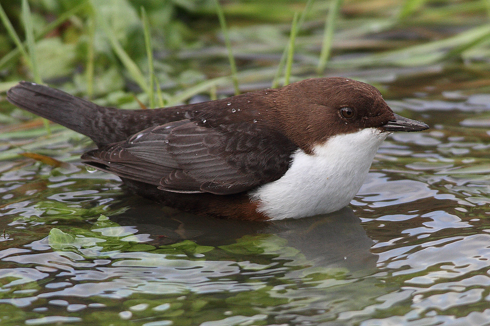 nomen est omen - Wasseramsel