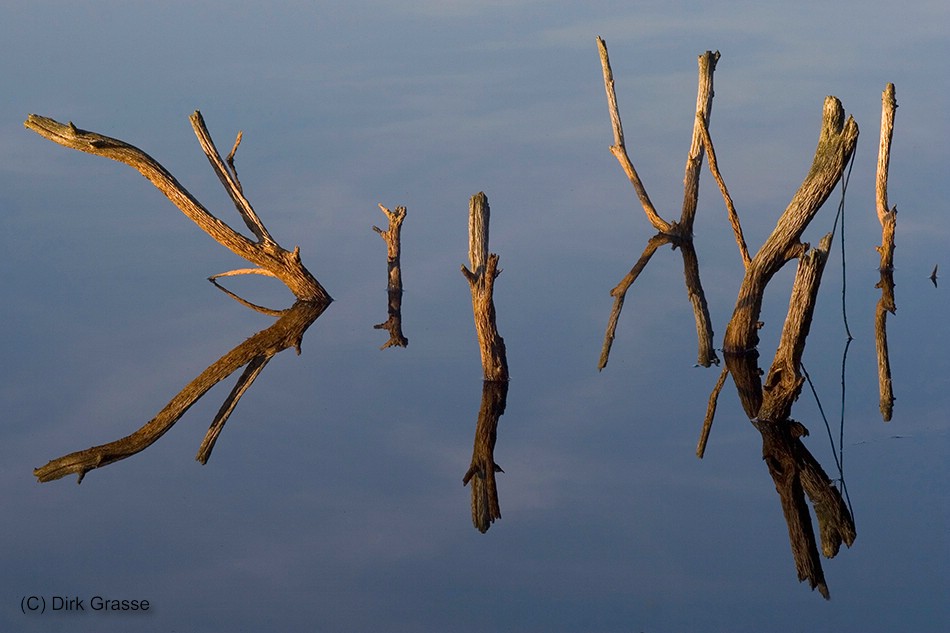 Totholz im Moorsee - Spiegelung