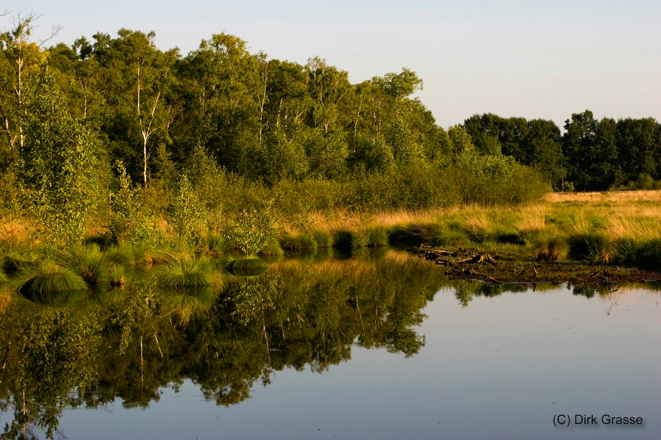 Spiegelungen im Hochmoor