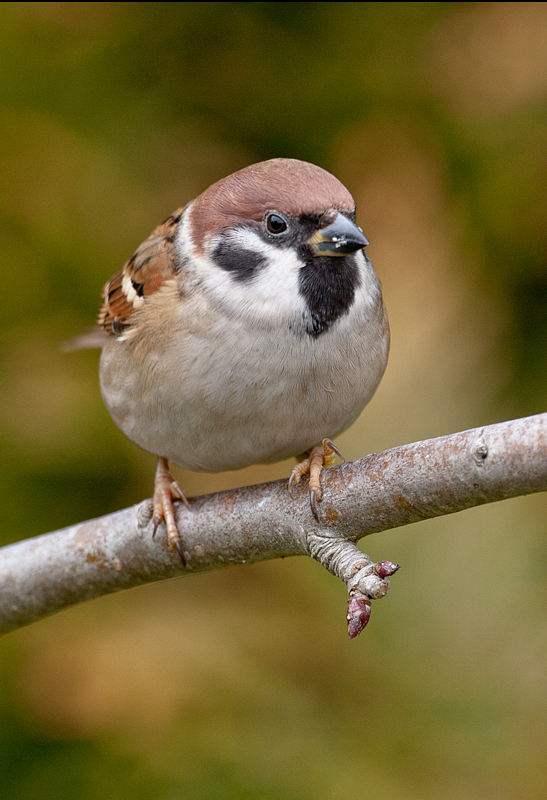 Dear Spatz mit dem schwarzen Fleck...