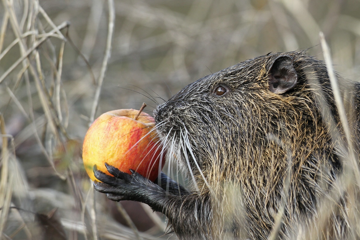 Obsttag