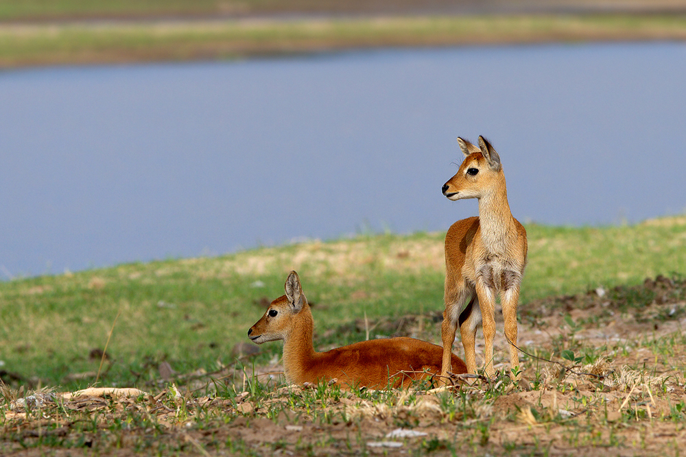 Puku Kitz am Luangwa Ufer