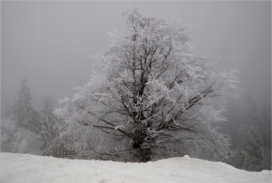 Frostiger Baum (Forum für Naturfotografen)