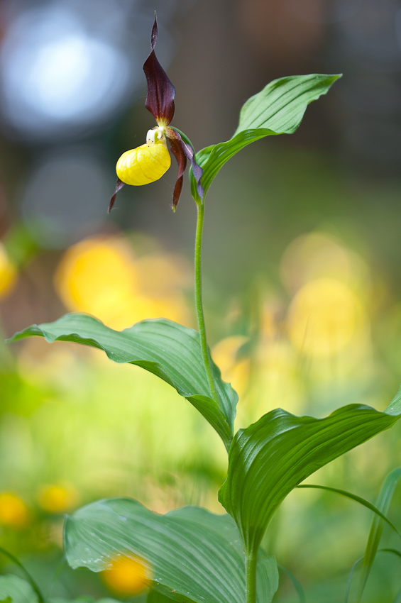 Cypripedium calceolus