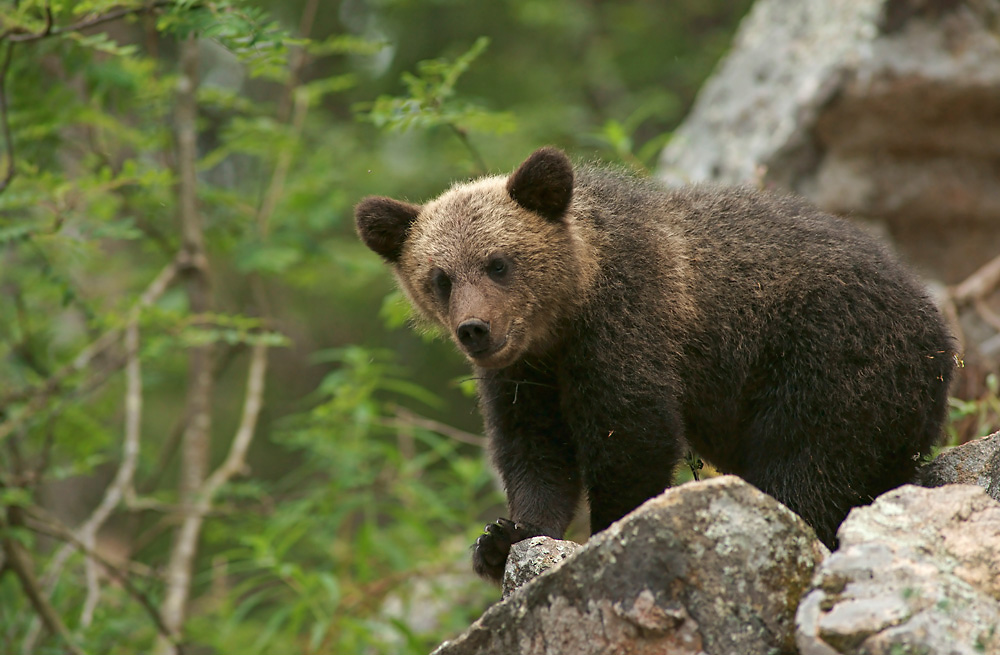 Junger Braunbär