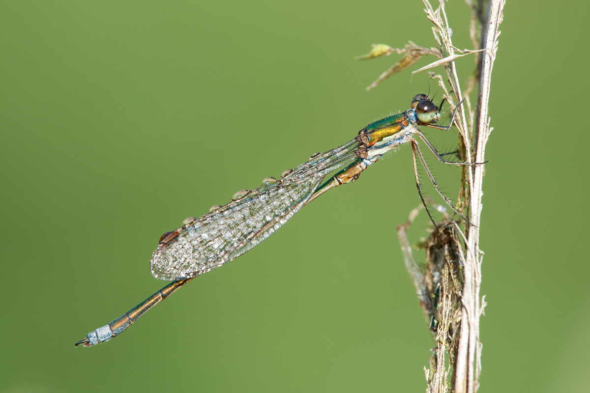 Binsennjungfer (Lestes virens)