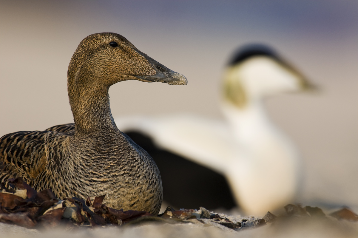 Canard aux legumes de mer