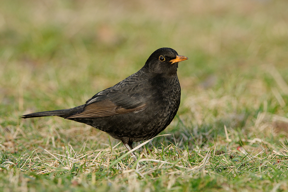 Amsel (Turdus merula)